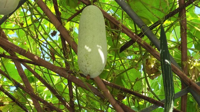 Gourds are growing on vines in the garden.