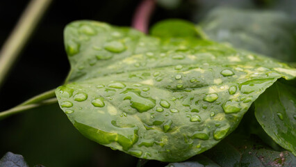 Wet Green Leaf with Waterdrops after the Rain. High quality photo