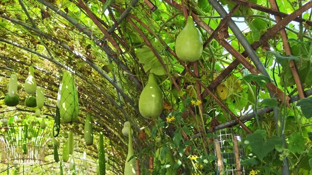 Gourds are growing on vines in the garden.