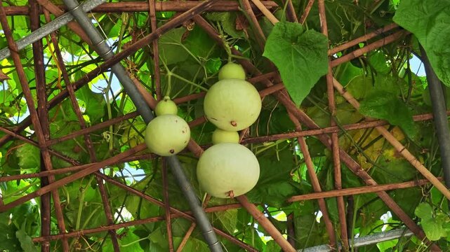 Gourds are growing on vines in the garden.