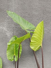 Beautiful Xanthosoma violaceum planted in the garden of a house