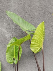 Beautiful Xanthosoma violaceum planted in the garden of a house