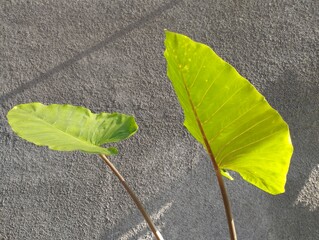 Beautiful Xanthosoma violaceum planted in the garden of a house