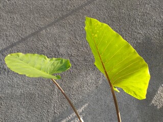 Beautiful Xanthosoma violaceum planted in the garden of a house