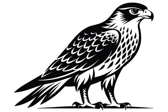 hawk silhouette line art vector illustration with a white background
