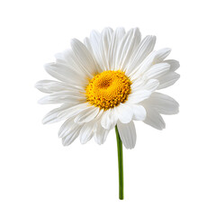 Beautiful White Daisy Flower with Yellow Center in Close-Up Shot