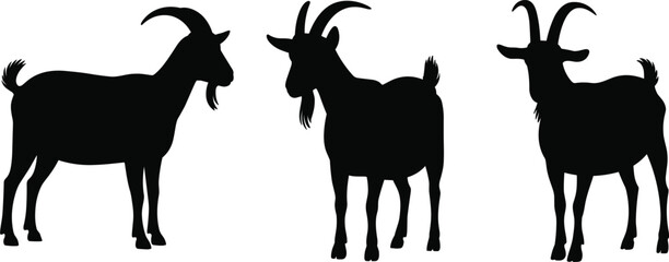 Set of three goat silhouettes with beards and horns, livestock, farm animal vector illustration, isolated