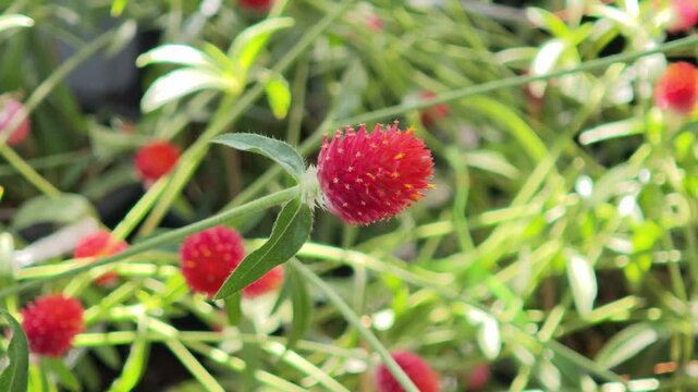 Everlasting flowers in the garden