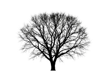 Obraz premium Highly detailed, monochromatic black silhouette of a delicate blooming sakura tree with intricate filigree branches, isolated on a clean infinity white background for copy space. concept of refined