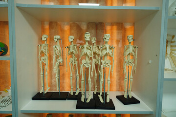 Educational human skeleton models on shelf in medical classroom, with warm curtain backdrop and anatomical props.
