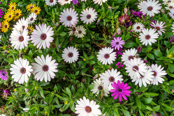 A top down view of a patch of hybrid white African daisy flowers