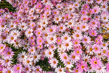 Pink daisies background, Qingdao, China