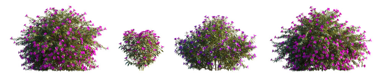 Fototapeta premium Tibouchina Semidecandra (Glory Bush or Princess Flower) isolated PNG on a transparent background premium nature cutout