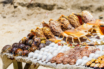 Many seashells for sale at the beach at Zanzibar, Tanzania