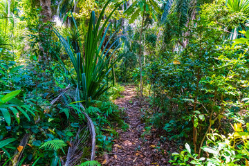 African rainforest. Jozani forest at Zanzibar, Tanzania. Foothpath in forest