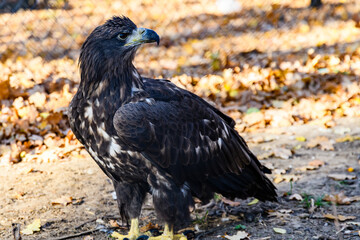 Golden eagle (Aquila chrysaetos). Bird of prey in a cage