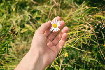 Hand holding real beauty daisy flower
