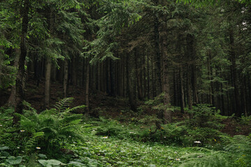 Green summer pine trees forest