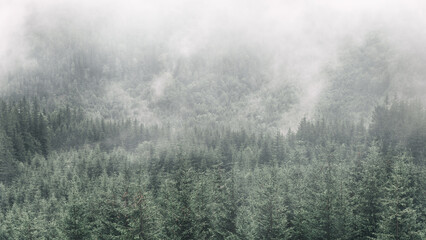 Fototapeta premium Pine trees forest with white fog