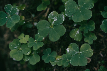 Clover plants with water drops