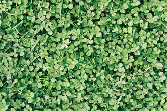 Top view of close up clover field