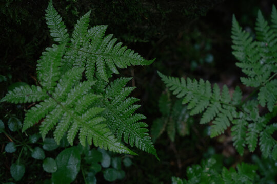 Wet lush green fern plants