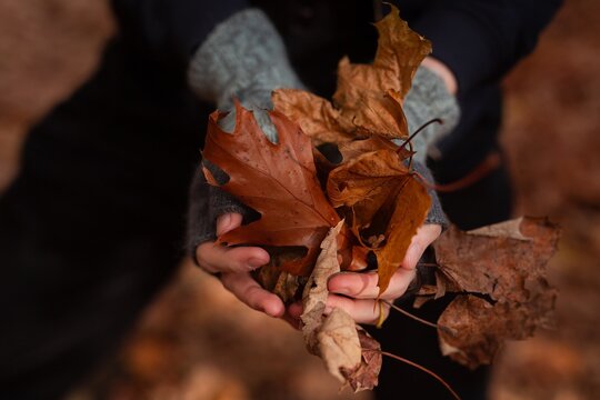 erson gathers vibrant autumn leaves in a forest