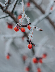 White hoar frost on branches and berries of shrub on winter day.