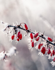 White hoar frost on branches and red berries of shrub on winter day.