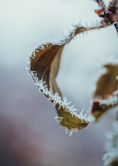 Close up of hoar frost on edge of a leaf on cold wintery morning.