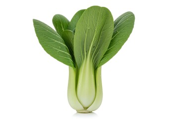 Obraz premium Fresh Green Bok Choy Isolated on White Background