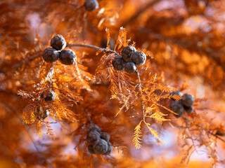 晩秋のヌマスギの紅葉と球果