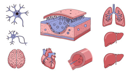 Detailed Vector Illustration of Human Biological Systems, Organs, and Cellular Structures for Education