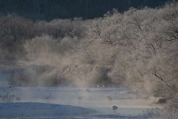Winter scenery of Otowa Bridge in Tsurui Village, Hokkaido, Red-crowned cranes waking up in the morning / 北海道 鶴居村 音羽橋の冬景色 タンチョウ鶴の朝の目覚め  