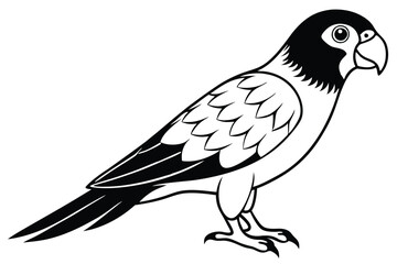 Obraz premium lorikeet silhouette line art vector illustration with a white background