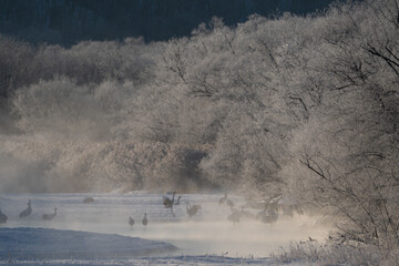 Winter scenery of Otowa Bridge in Tsurui Village, Hokkaido, Red-crowned cranes waking up in the morning / 北海道 鶴居村 音羽橋の冬景色 タンチョウ鶴の朝の目覚め  