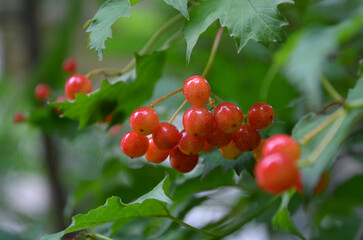 Branch with red berries of viburnum bushy plant and green leaves growing in summer garden 