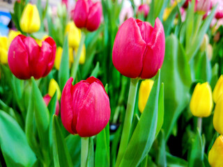 tulip flower, multi-colors, close-up wallpaper