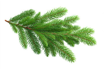 Naklejka premium Christmas tree branch isolated on white background