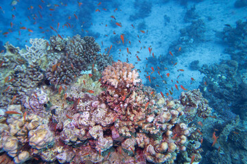 Colorful, picturesque coral reef at the bottom of tropical sea, hard corals and fish anthias, underwater landscape