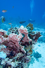 Tropical coral reef garden, marine life with colorful corals and fish in clear blue water, beauty of underwater world