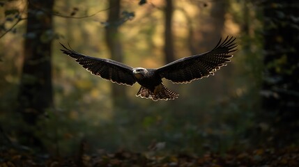 Bald eagle in flight against a blue sky, an isolated raptor with outstretched wings soaring for prey