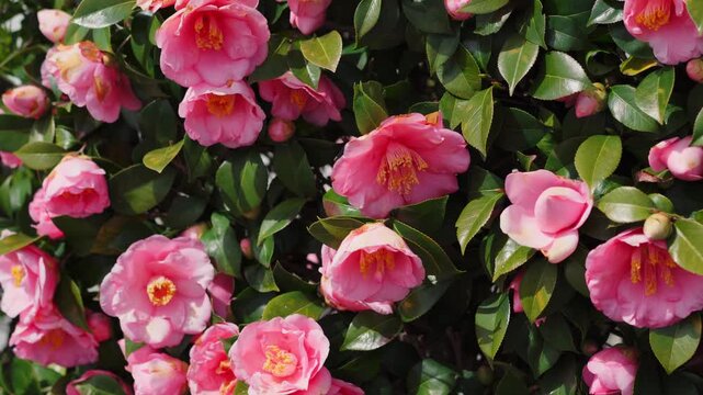 Pink Camellia japonica Spring Festival flowers. Camellia bloom on Bush in the garden