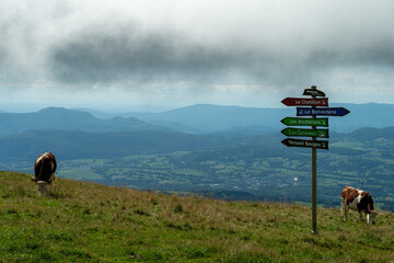 Cows graze on the Semnoz mountain, near Annecy, Alps, France