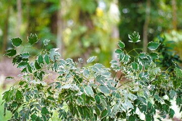 Lush Green Foliage with Variegated Leaves in a Vibrant Outdoor Setting.