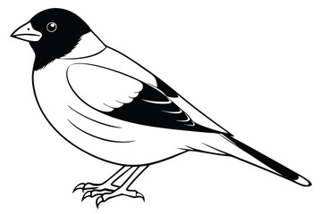 Obraz premium finch silhouette line art vector illustration with a white background