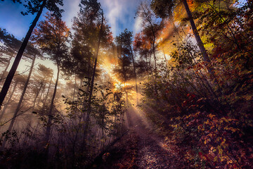 sun rays in autumn forest, nature background	