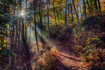 sun rays in autumn forest, nature background	