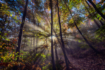 sun rays in autumn forest, nature background	