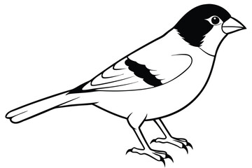 Obraz premium finch silhouette line art vector illustration with a white background